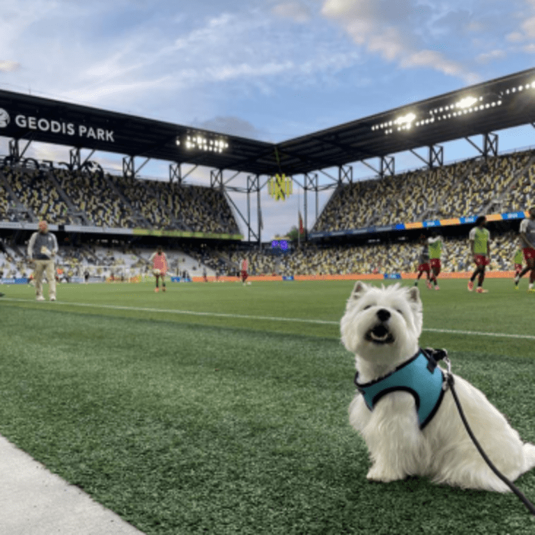 Cesar Westie (2)